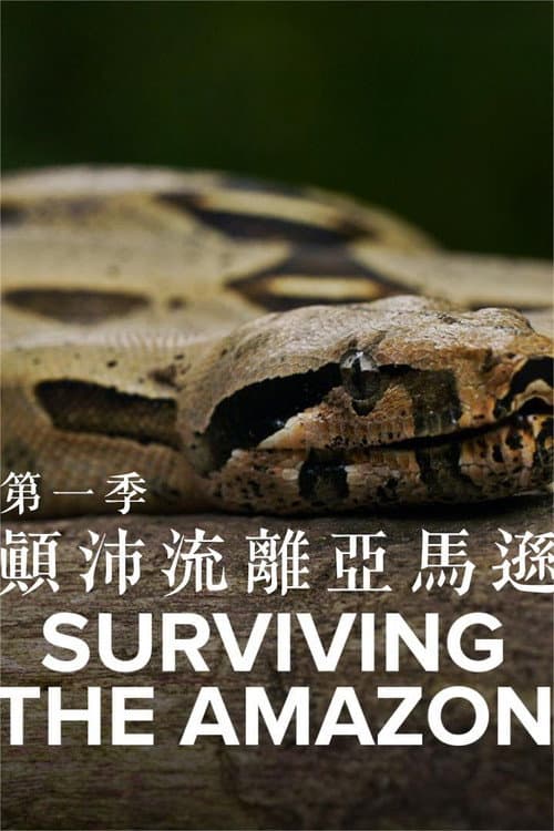 挑战亚马逊第一季