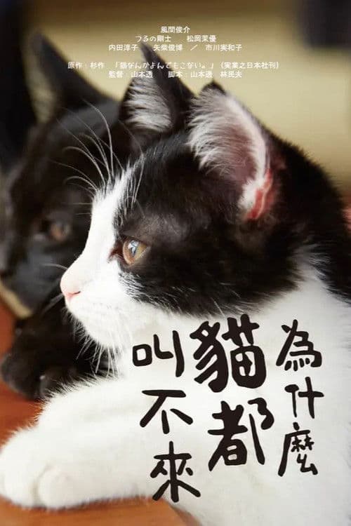 为什么猫都叫不来