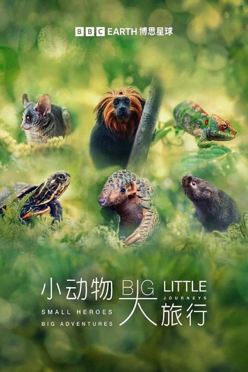小动物大旅行第一季