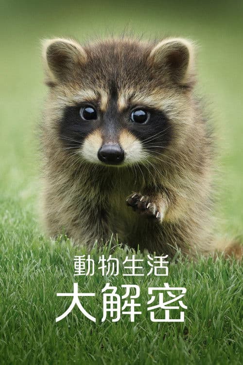 动物的秘密生活